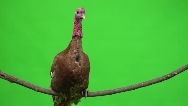 Male Turkey Sitting Tree Branch Green Screen Studio — Stock Video