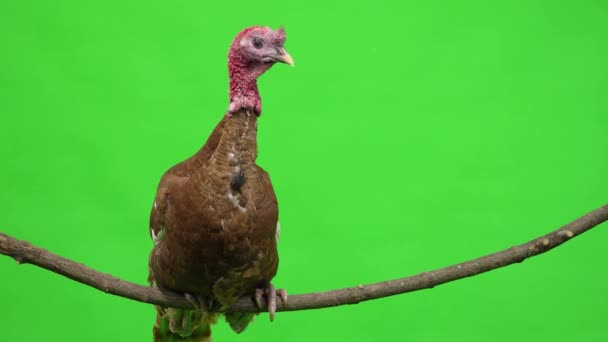Male Turkey Sitting Tree Branch Green Screen Studio — Stock Video