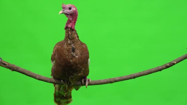 Male Turkey Sitting Tree Branch Green Screen Studio — Stock Video