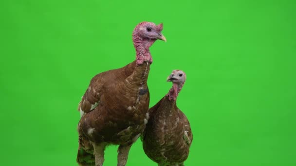 緑の画面に女性と男性の七面鳥が立っている スタジオ — ストック動画