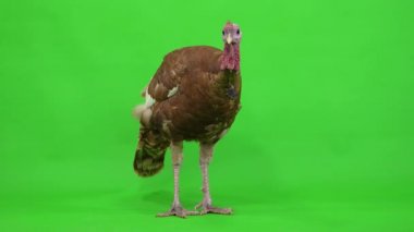 Erkek hindi yeşil ekranda duruyor. stüdyo