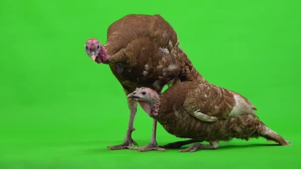 Female Turkey Sits Male Turkey Stands Green Screen Studio — Stock Video