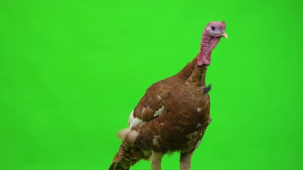 Male Turkey Stands Green Screen Studio — Stock Video