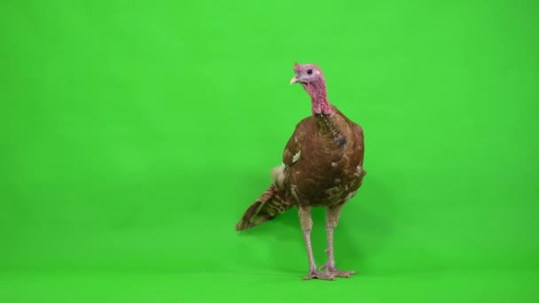 Male Turkey Stands Green Screen Studio — Stock Video