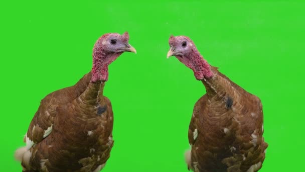 Portrait Female Male Turkey Green Screen Studio — Stock Video