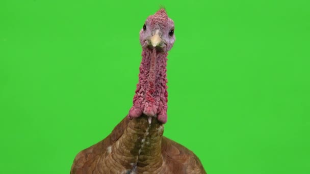 Male Turkey Portrait Green Screen Studio — Stock Video