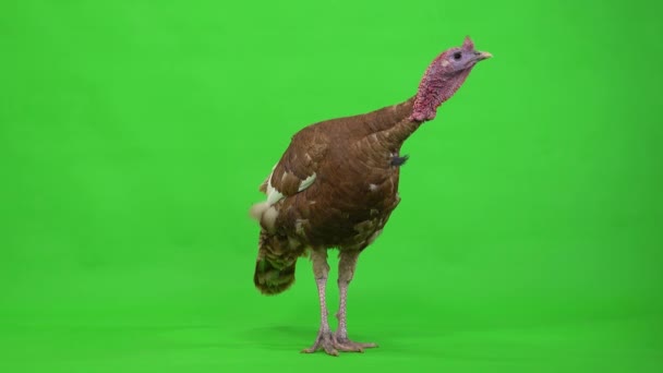 Ανδρική Γαλοπούλα Στέκεται Στην Πράσινη Οθόνη Στούντιο — Αρχείο Βίντεο