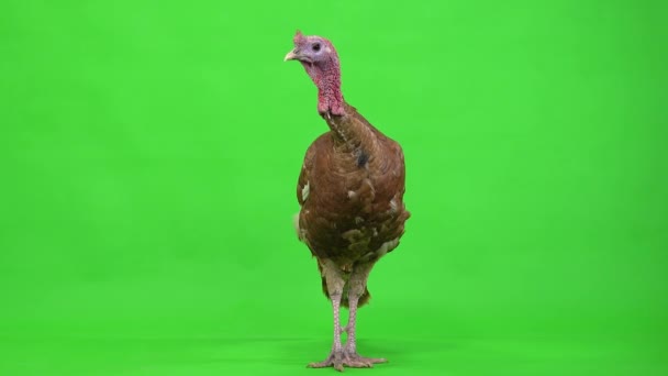 Ανδρική Γαλοπούλα Στέκεται Στην Πράσινη Οθόνη Στούντιο — Αρχείο Βίντεο