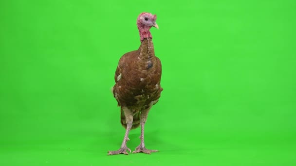オスの七面鳥は緑色の画面に立っている スタジオ — ストック動画