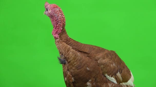 Male Turkey Portrait Green Screen Studio — Stock Video