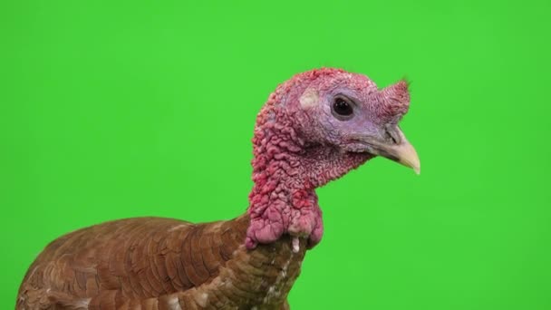 Male Turkey Portrait Green Screen Studio — Stock Video