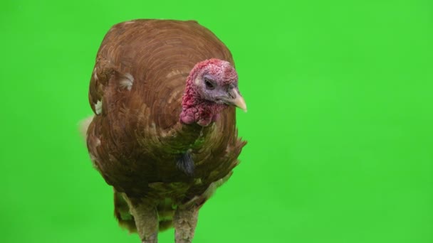 Male Turkey Portrait Green Screen Studio — Stock Video