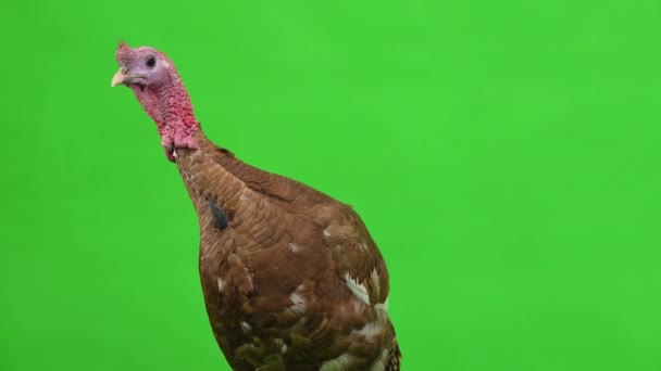 Male Turkey Portrait Green Screen Studio — Stock Video