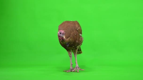 Male Turkey Stands Green Screen Studio — Stock Video