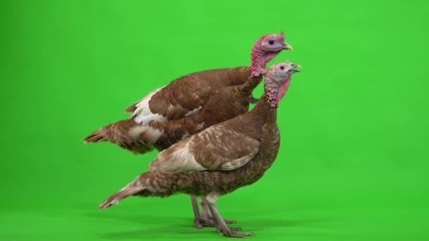Female Male Turkey Stand Profile Green Screen Studio — Stock Video