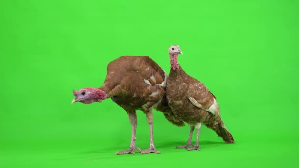Female Male Turkey Stand Profile Green Screen Studio — Stock Video