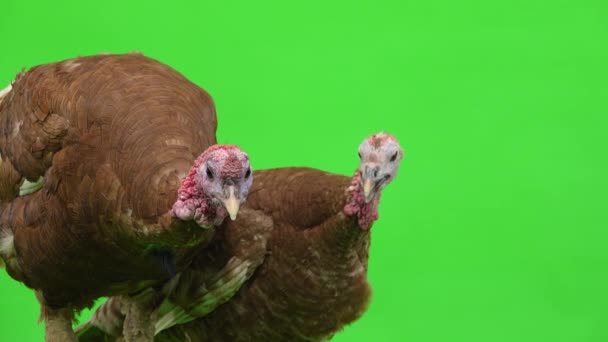 雌性和雄性火鸡在绿色屏幕上的特写 工作室 — 图库视频影像