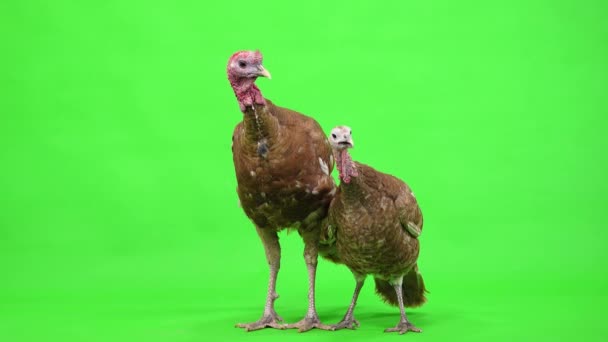 Female Male Turkey Stand Green Screen Studio — Stock Video