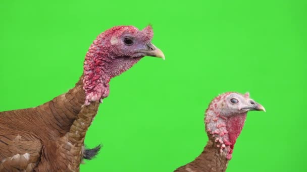 Female Male Turkey Close Green Screen Studio — Stock Video