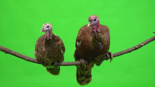 Female Male Turkey Sitting Tree Branch Green Screen Studio — Stock Video