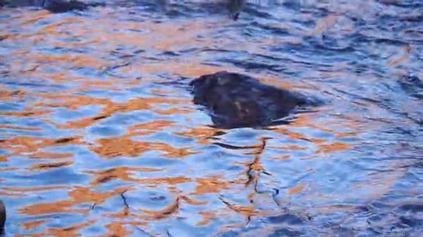 慢动作 水在石头周围沿河流动 日落时美丽的水面 — 图库视频影像