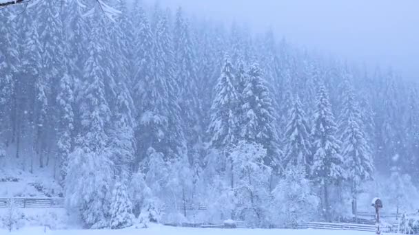 Zwolniony Ruch Piękne Drzewo Zimowe Tle Lasu Iglastego Powoli Padający — Wideo stockowe