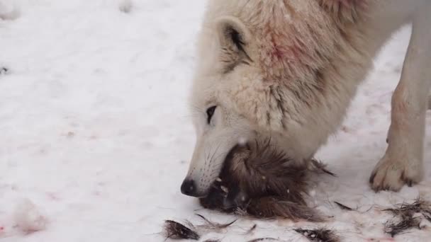 Cámara Lenta Lobo Polar Blanco Come Presas Invierno Nieva Lentamente — Vídeo de stock