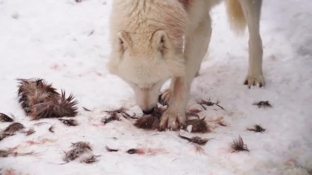 Cámara Lenta Lobo Polar Blanco Come Presas Invierno Nieva Lentamente — Vídeo de stock