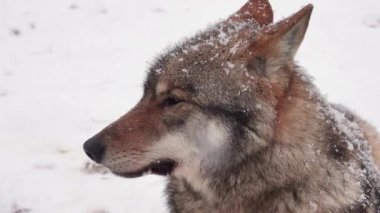 Ağır çekim. Gri kurdun portresi hayvanat bahçesine düşen karın arka planında