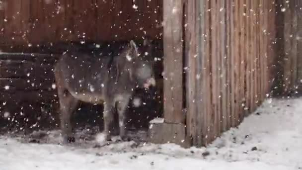 Slow Motion Åsnan Står Ett Trätak Vintern Bakgrund Fallande Snö — Stockvideo