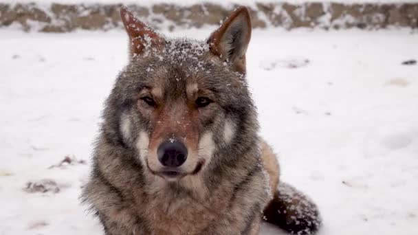 Повільний Рух Портрет Сірого Вовка Взимку Тлі Падаючого Снігу Зоопарку — стокове відео