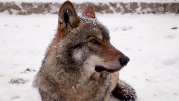 겨울에 동물원에서 내리는 모습을 배경으로 — 비디오