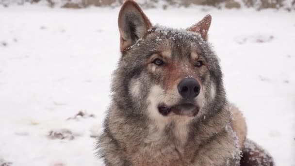 Zpomalit Portrét Šedého Vlka Zimě Pozadí Padajícího Sněhu Zoo — Stock video