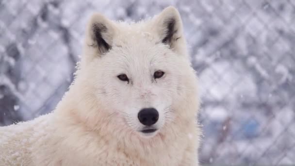Замедление Портрет Белого Арктического Волка Фоне Падающего Снега Зоопарке — стоковое видео