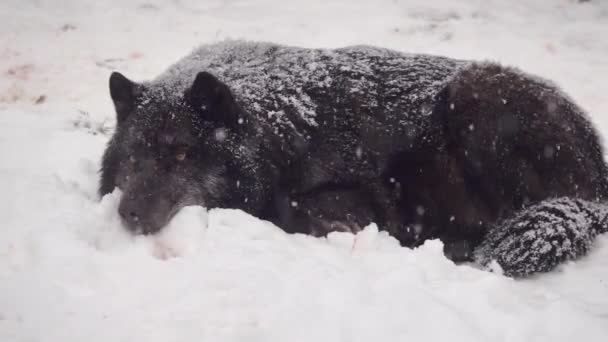 Cámara Lenta Lobo Canadiense Yace Nieve Nieva Lentamente — Vídeos de Stock
