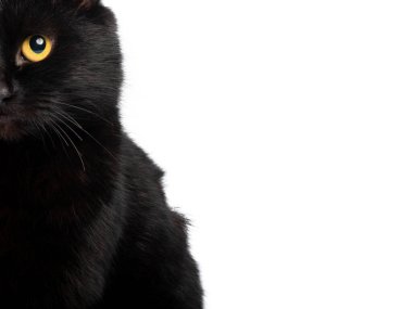 Metin yazmak için beyaz arkaplanda siyah kedi portresi izole edildi