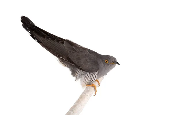Alert Cuckoo Sits Tree Branch Isolated White Background — Stock Photo, Image