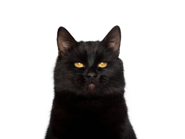 Portret Czarny Kot Żółtymi Oczami Izolowane Białym Tle — Zdjęcie stockowe