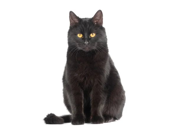 Sedící Černá Kočka Žlutýma Očima Izolované Bílém Pozadí — Stock fotografie