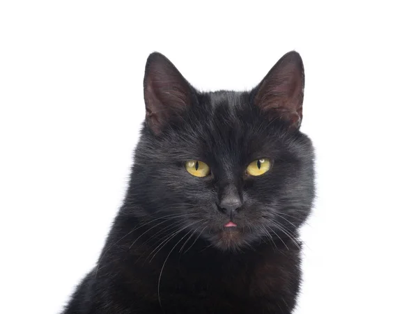 Portrét Černá Kočka Izolovaných Bílém Pozadí — Stock fotografie