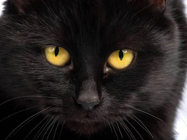 Retrato Gato Negro Con Ojos Amarillos Aislados Sobre Fondo Blanco — Foto de Stock