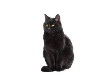 Sihirli kara kedi beyaz arka planda oturur.