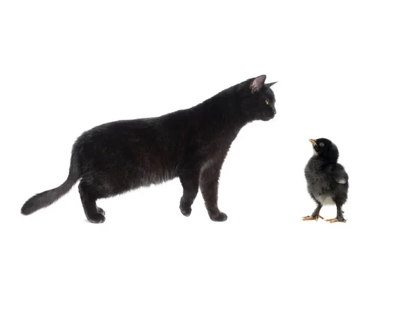 Gato Preto Olha Para Frango Preto Fundo Branco — Fotografia de Stock