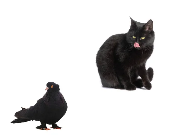 Μαύρη Γάτα Κοιτάζει Μαύρο Περιστέρι Απομονώνονται Λευκό Φόντο — Φωτογραφία Αρχείου