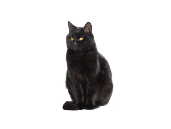 Magiczny Czarny Kot Siedzi Białym Tle — Zdjęcie stockowe