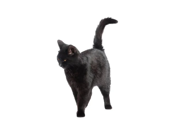白を背景にした不思議な黒猫 — ストック写真