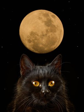 Ay 'ın arka planında yıldızlı kara kedi