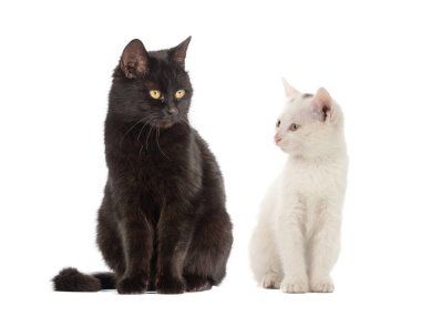 Beyaz arka planda izole edilmiş beyaz kedi ve siyah kedi