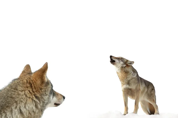 늑대는 겨울에 하얀색 위에서 울부짖는다 — 스톡 사진