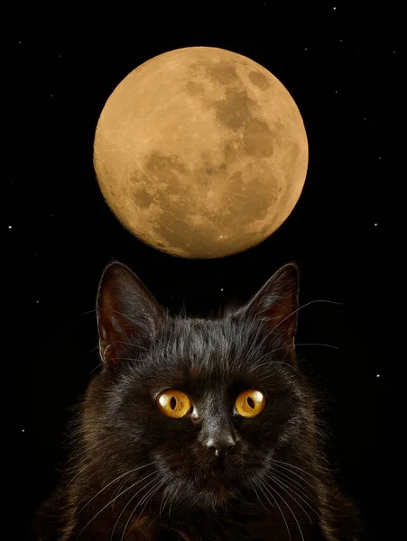 Gato Negro Fondo Luna Con Estrellas —  Fotos de Stock